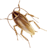 blatte germanique blatte germanique