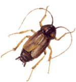 blatte orientale blatte orientale